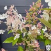 Hydrangea paniculata 'Mega Pearl' - Aedhortensia 'Mega Pearl' C5/5L